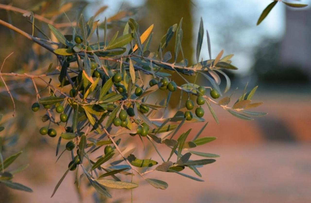 Agriturismo Fattoria Il Piano - Casa Tosca - סן ג'ימיניאנו מראה חיצוני תמונה